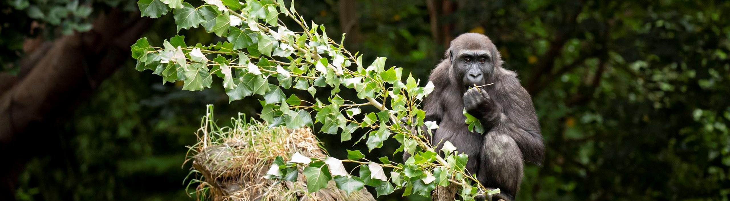 Western Lowland Gorilla sitting on tree branch.