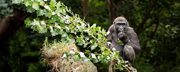 Western Lowland Gorilla sitting on tree branch.