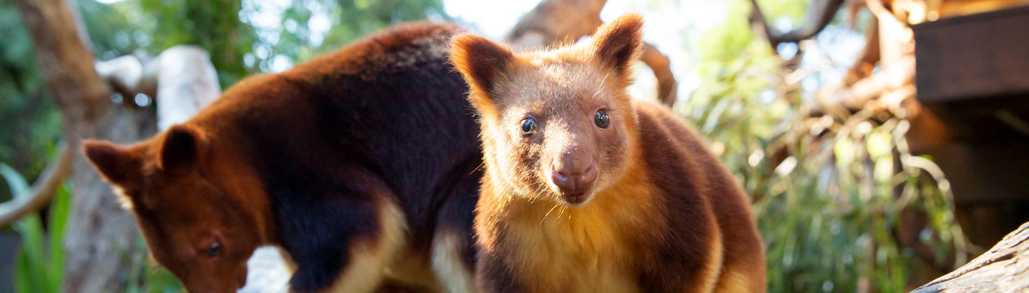 Two Goodfellow's Tree Kangaroos, one staring directly into the camera and another Tree Kangaroo in the background, perching on a branch.