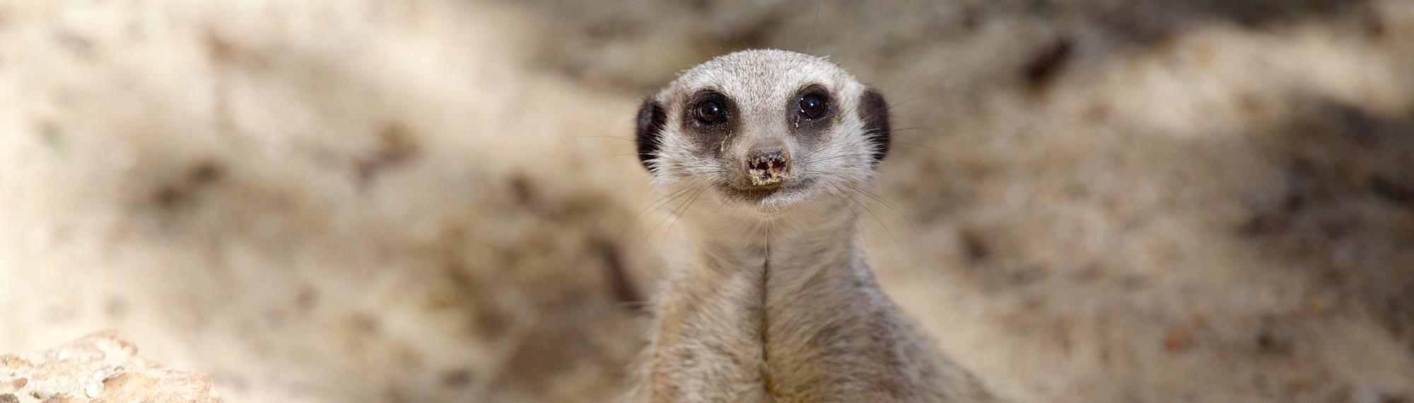 A young Meerkat looking at the camera, with a sandy background.