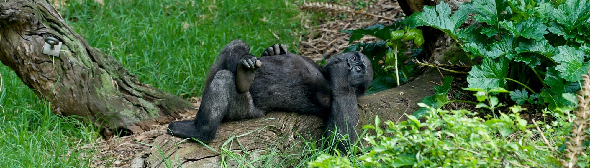 Western Lowland Gorilla lying on a log looking very relaxed with its legs crossed.