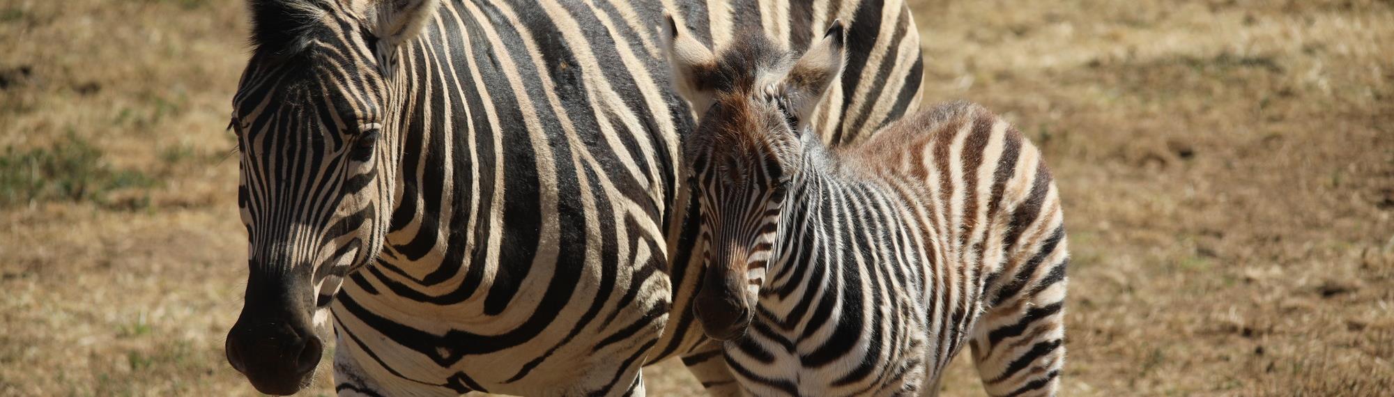 Small zebra foal standing next to its mother on the Savannah. They are looking forward just to the left of the camera with their ears tilted back. 