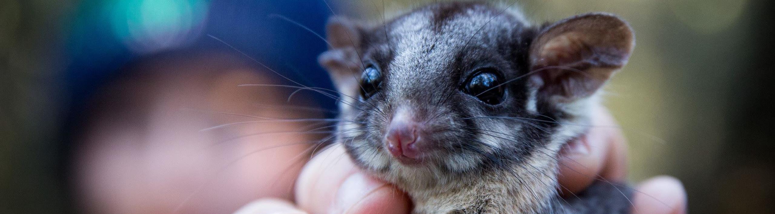 Leadbeater's Possum being held up to the camera.