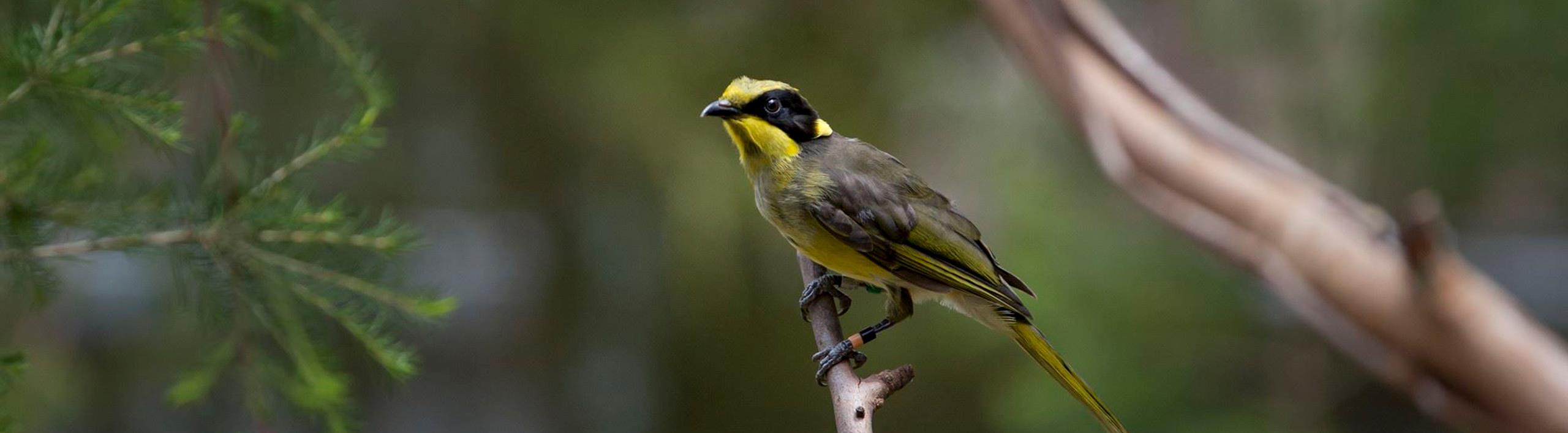Young Helmeted Honeyeater sitting in a tree.