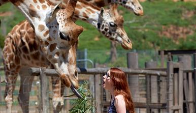 A woman gasping as she feeds a giraffe a branch of leaves at Werribee Open Range Zoo.