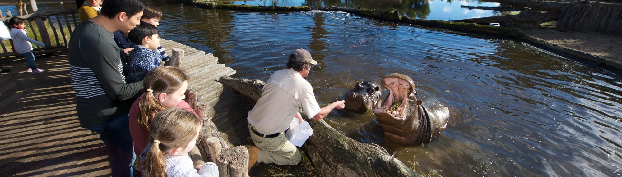 Keeper checking hippos teeth in river