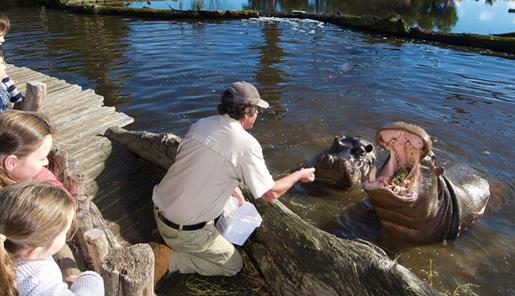 A Keeper checking two Hippos' teeth, as they sit in the Lake and visitors watch from the Board-walk.