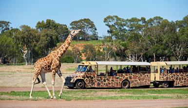 Giraffe walking next to a safari bus on the Savannah. Giraffe is looking up and visitors watch from the bus in the background.