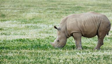 Baby rhino sniffing the grass