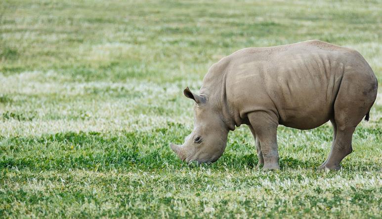 Baby rhino sniffing the grass