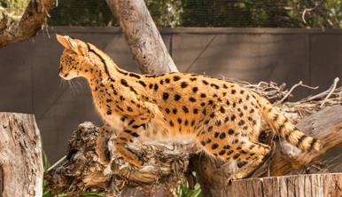 Side view of Serval cat in mid jump from one tree stump to the next. The Serval is tan with black spots, long legs and large ears.
