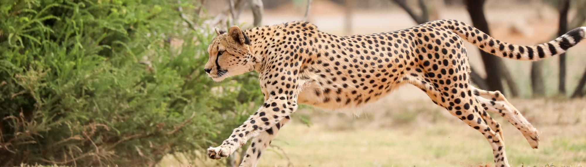 Side view of Kulinda the cheetah running towards the left with a shrub behind her.