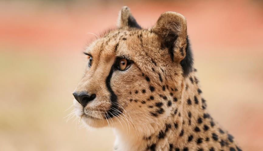 Up close side profile of Kulinda the cheetah. She is tan with solid black spots and a black nose. There is a black line that runs from the corner of her eye to under her chin.