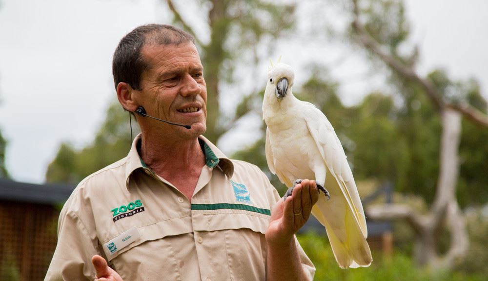 Zoo keeper holding a cockatoo, looking at it