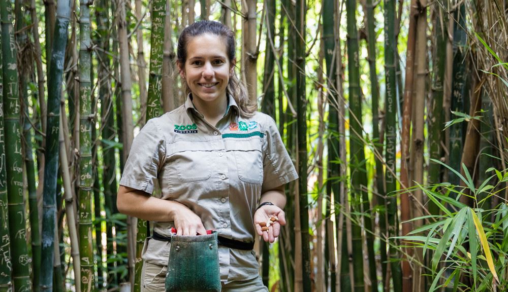 Zoo keeper standing in front of bamboo holding animal treats