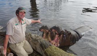 Zoo keeper smiling at camera while feeding two hippos. Hippos have their mouths wide open showing off their sharp teeth.
