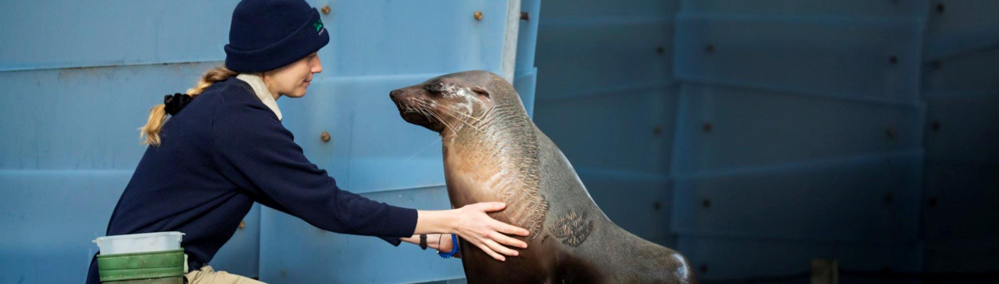 Zoo keeper kneeling next to a seal, touching the seal's body.