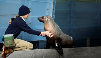 Zoo keeper kneeling next to a seal, touching the seal's body.
