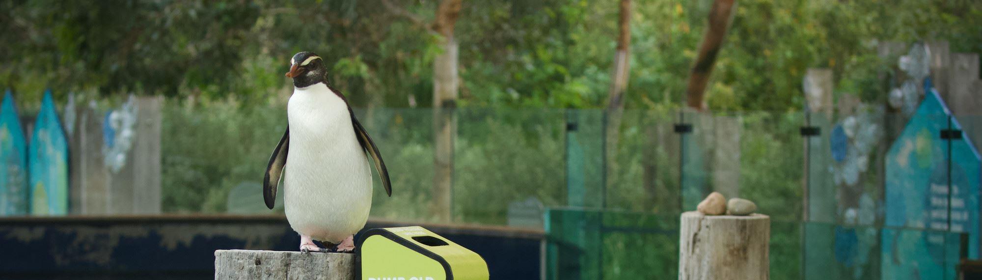 A Fiordland Penguin standing on a post next to a Seal the Loop bin at Melbourne Zoo.