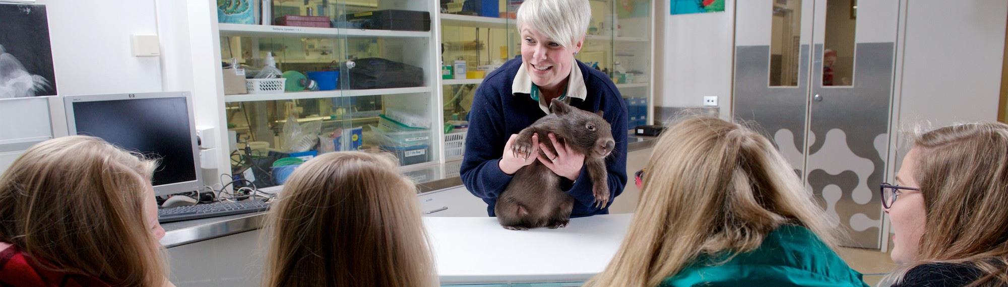 Female Vet nurse holding a young wombat on an examination table while four students look on.