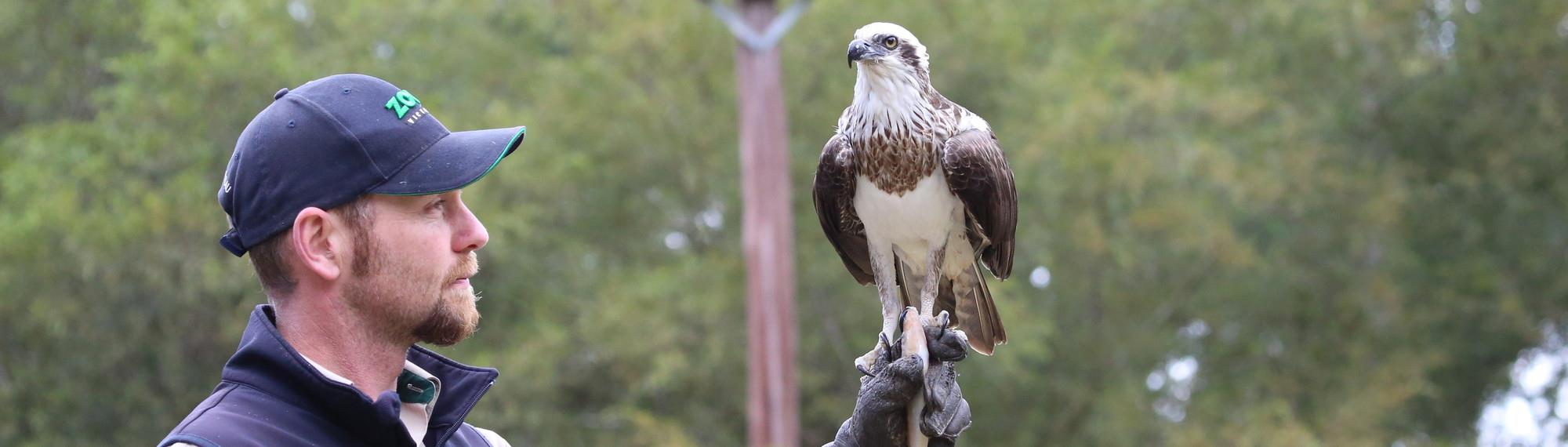 An Osprey perched on the hands of a keeper at Healesville Sanctuary.