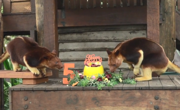 Tree-kangaroos sniffing a birthday cake with the number five on it