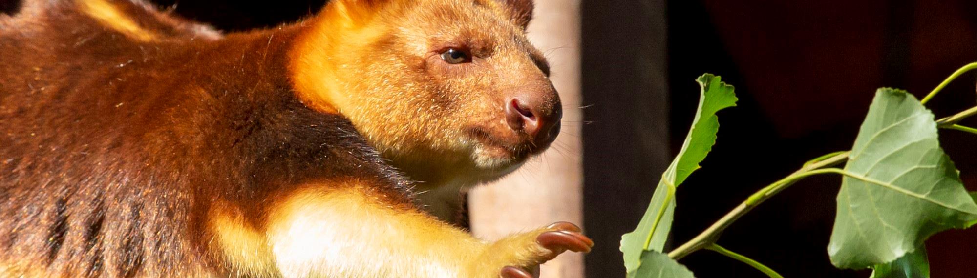 Goodfellow's Tree Kangaroo reaching out to grab a leafy branch.