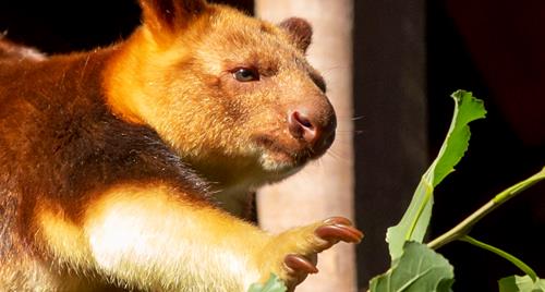 Goodfellow's Tree Kangaroo reaching out to grab a leafy branch.