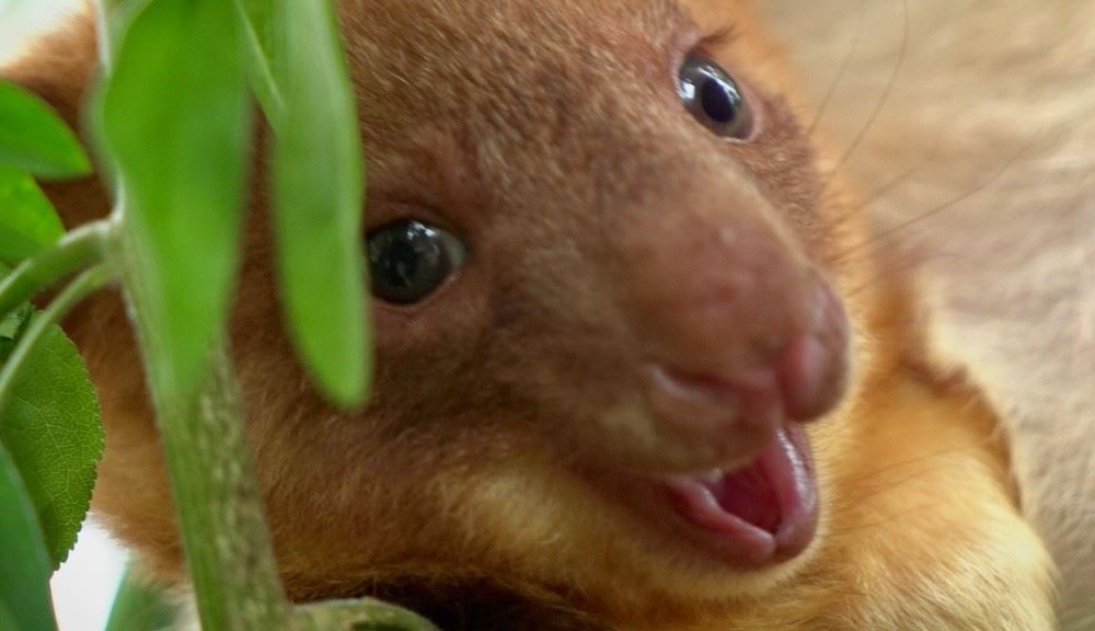 Tree kangaroo smiling at camera