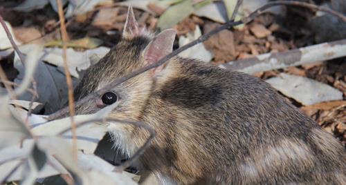 Eastern Barred Bandicoot joey looking at the camera over some leaf litter that its foraging through.