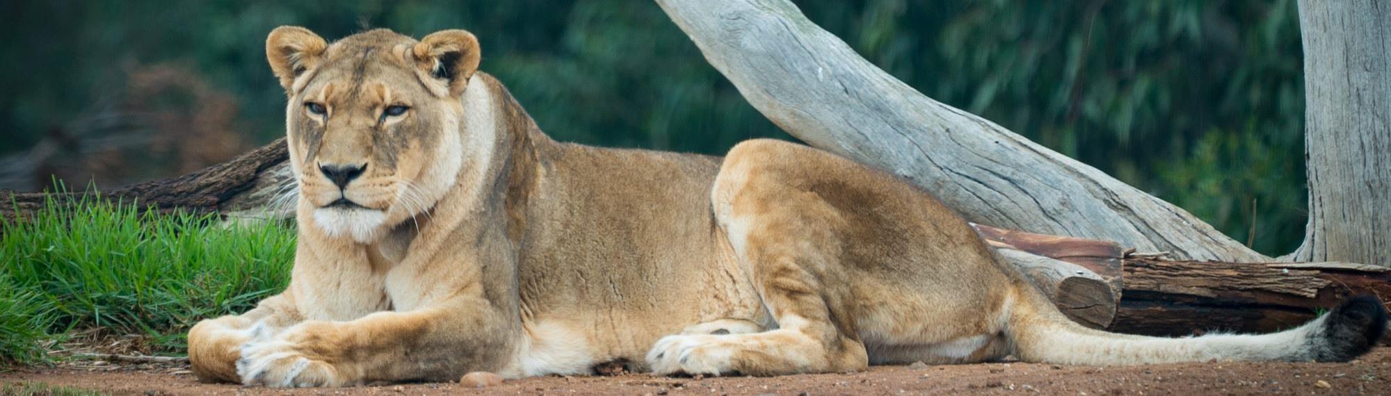 Jarrah the lioness laying down and resting beneath tree in her enclosure. She is gazing into the distance.