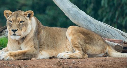Jarrah the lioness laying down and resting beneath tree in her enclosure. She is gazing into the distance.