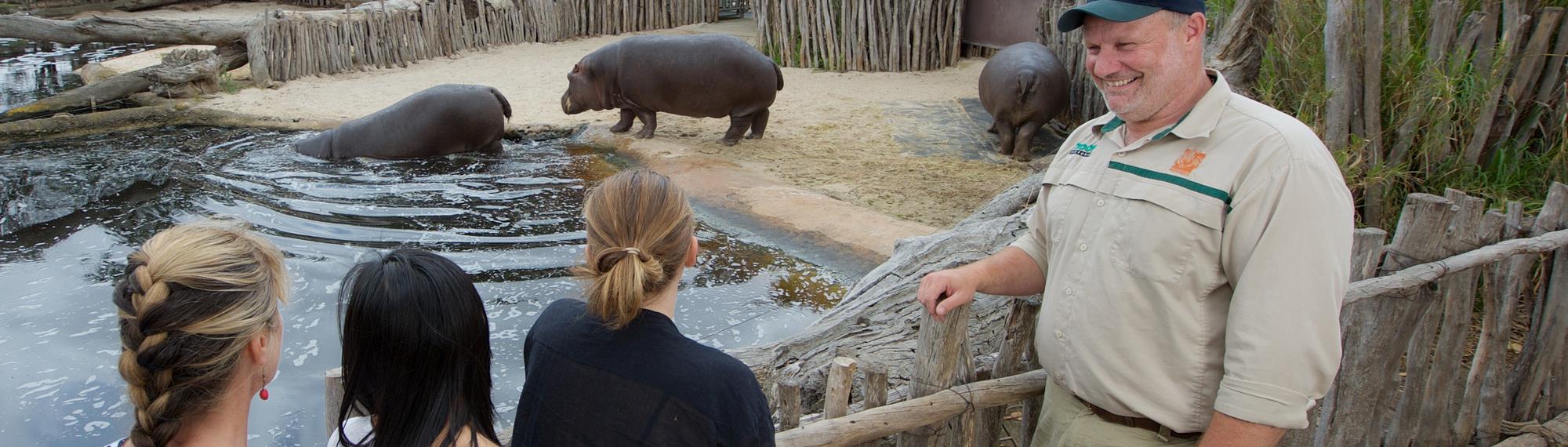 Staff member Davin giving the Hippo Presentation talk to three young visitors next to the hippo pond. Three hippopotamus are walking into the pond on the other side of the wooden fence.