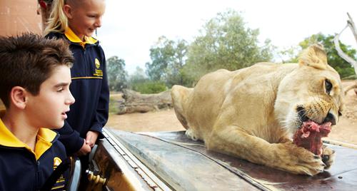 Two students watching a lion gnaw on a bone directly in front of them.