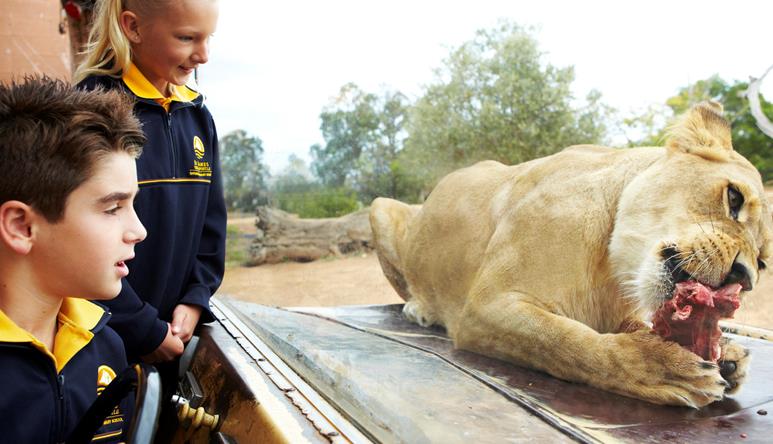 Two students watching a lion gnaw on a bone directly in front of them.