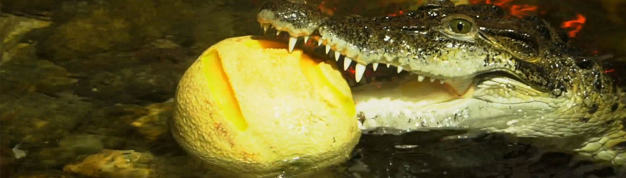 Luzon the Philippines Crocodile, on his birthday, with a cantaloupe in his mouth  
