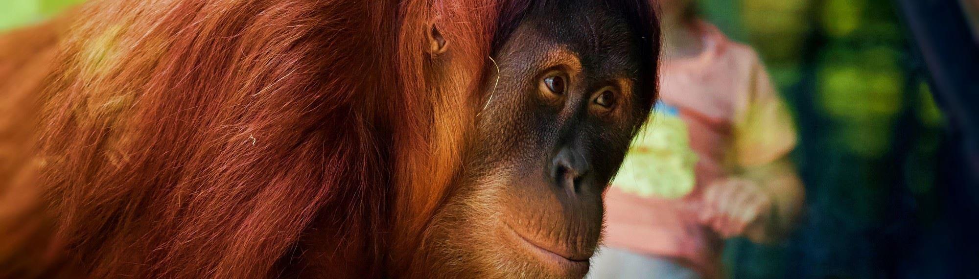 Side picture of Sumatran Orang-utan with small child viewing in the background.