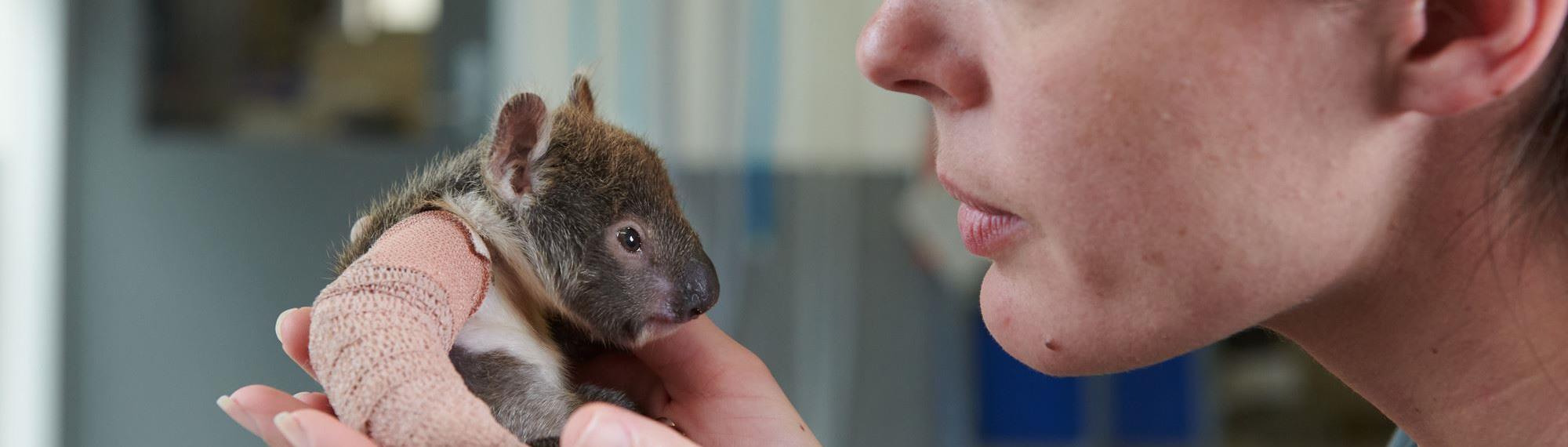 Small rescued baby koala orphan with plaster on its tiny broken arm. A vet holds it gently while doing a health check.
