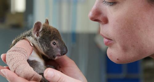 Small rescued baby koala orphan with plaster on its tiny broken arm. A vet holds it gently while doing a health check.