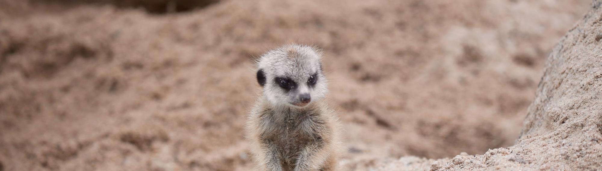 Super cute baby meerkat standing in the sand on its hind legs. Baby meerkat is light brown with black patches around eyes and ears and is looking down.