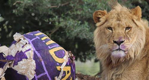 Lion cub laying down with a ripped apart purple papier-mâché igloo filled with enrichment items. Lion is looking at the camera with purple animal-friendly paint on his nose.