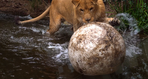 Lion splashing in the water while playing and batting at a large ball with its paw.