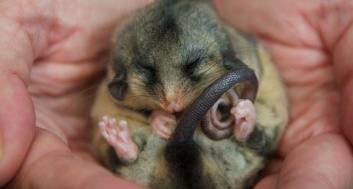 Sleeping Mountain Pygmy Possum in a persons cupped hands.