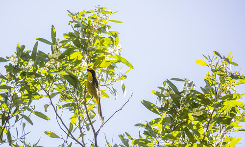 Helmeted Honeyeater in a tree