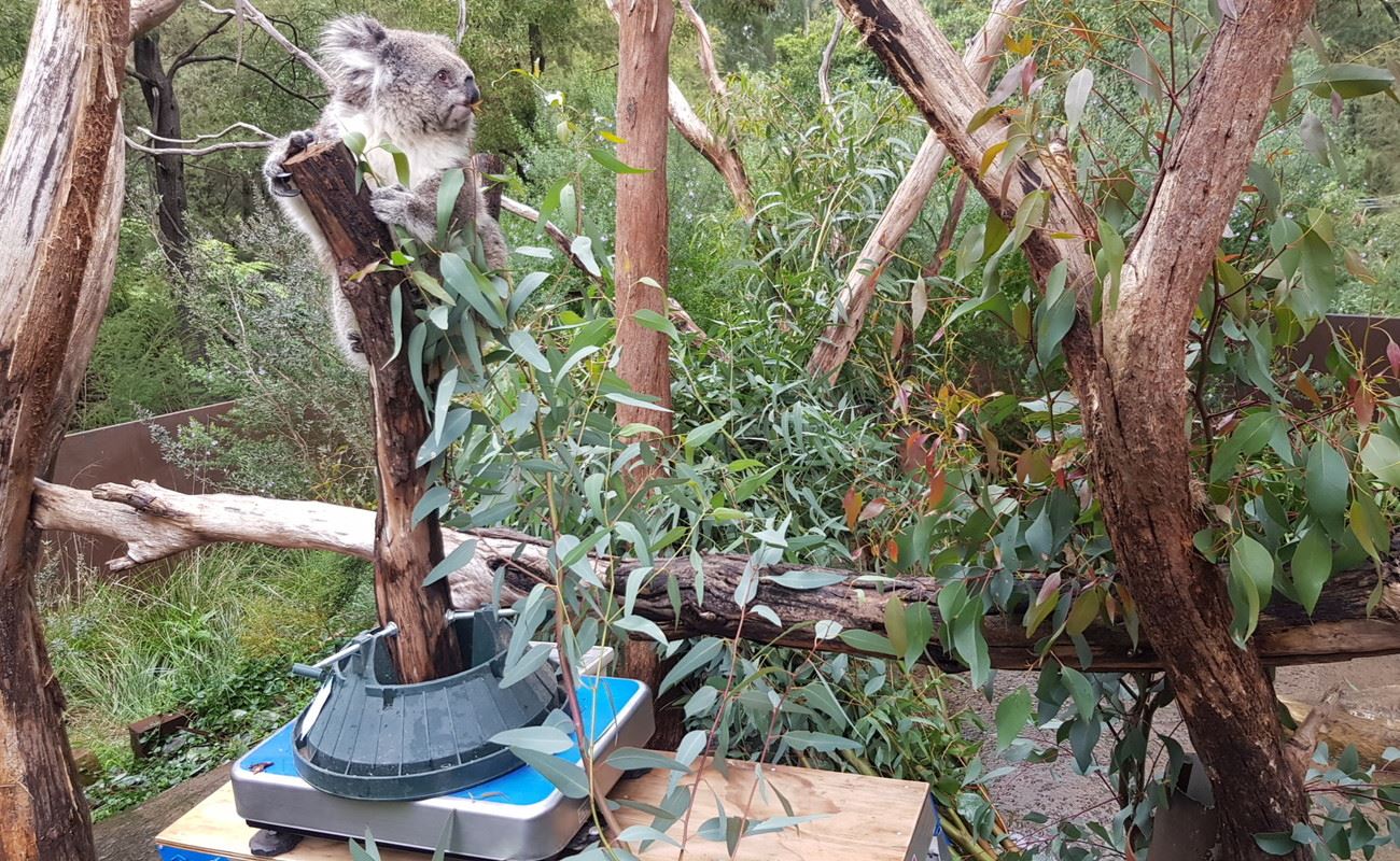 A koala gets weighed by keepers with a new tool at Healesville Sanctuary