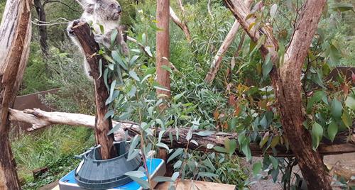 Lyla the Koala perched on a tree branch that is actually a custom-designed tool with scales for stress free weighing and health checks.