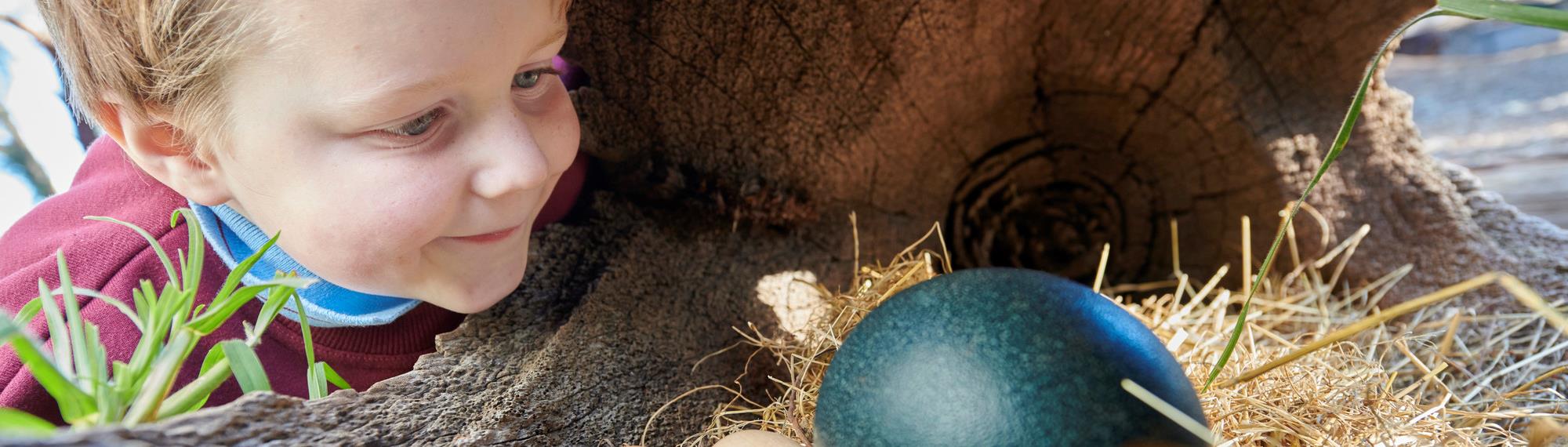 Small child looking into a hollow log with a nest. Inside the nest are three small pale eggs and a large green emu egg.  