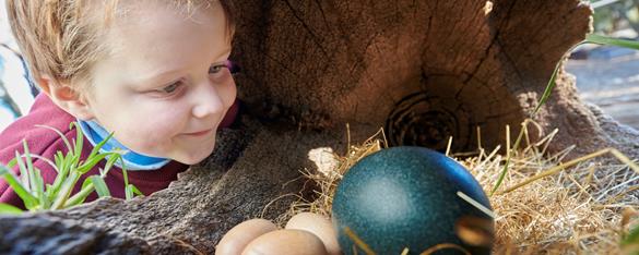 Small child looking into a hollow log with a nest. Inside the nest are three small pale eggs and a large green emu egg.  