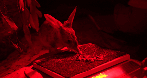 Bilby weighing day.  Bilby eating while stepping onto scales to be weighed. Illuminated by red light.