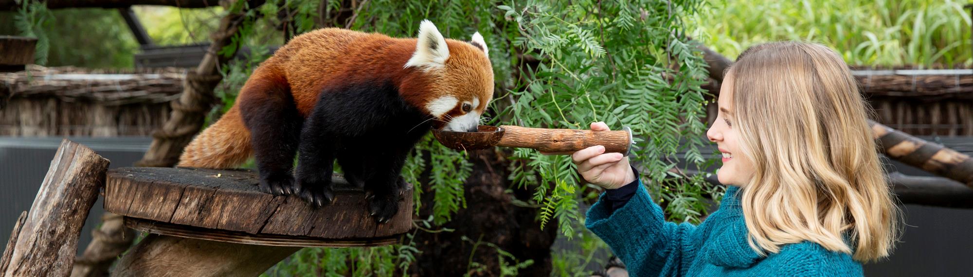 A Red Panda, on the left, getting a feed from a Staff Member holding a wooden spoon, on the right.